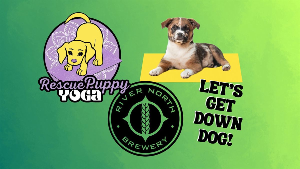 Rescue Puppy Yoga - River North Brew - Washington St