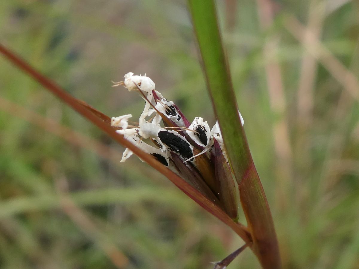 Castle Hill Heritage Park Bushcare (4th Sunday of the month 9am - 12pm)