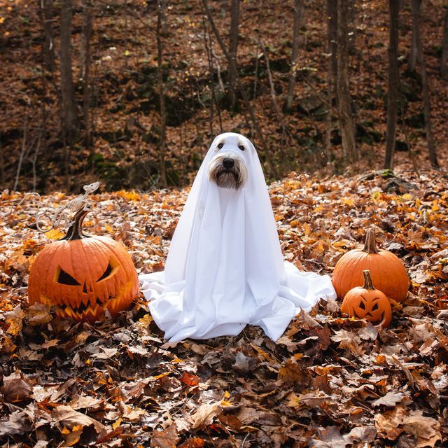 Howl-o-ween