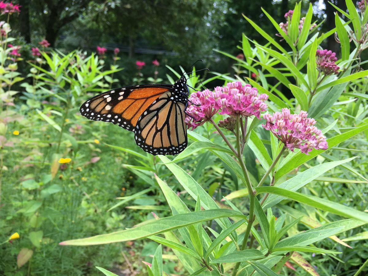 How to raise multitudes of Milkweed and Monarchs