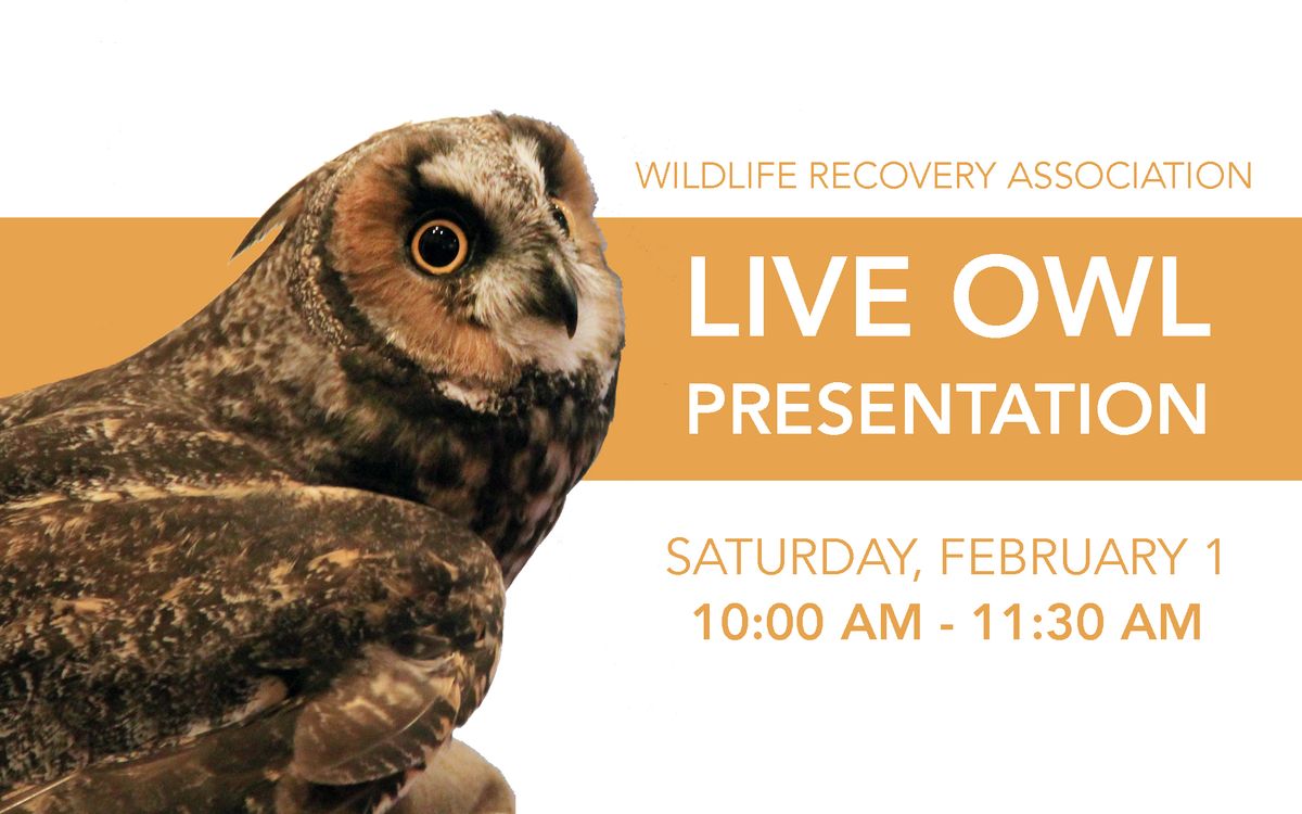 LIVE Owl Presentation (10-11:30 AM)