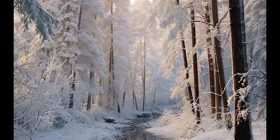 Yuletide Winter Forest Bathing