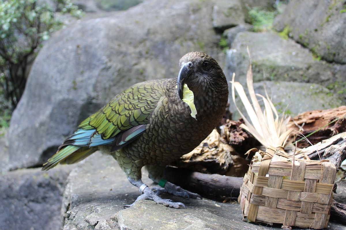 Animal Enrichment with Auckland Zoo: October School Holidays