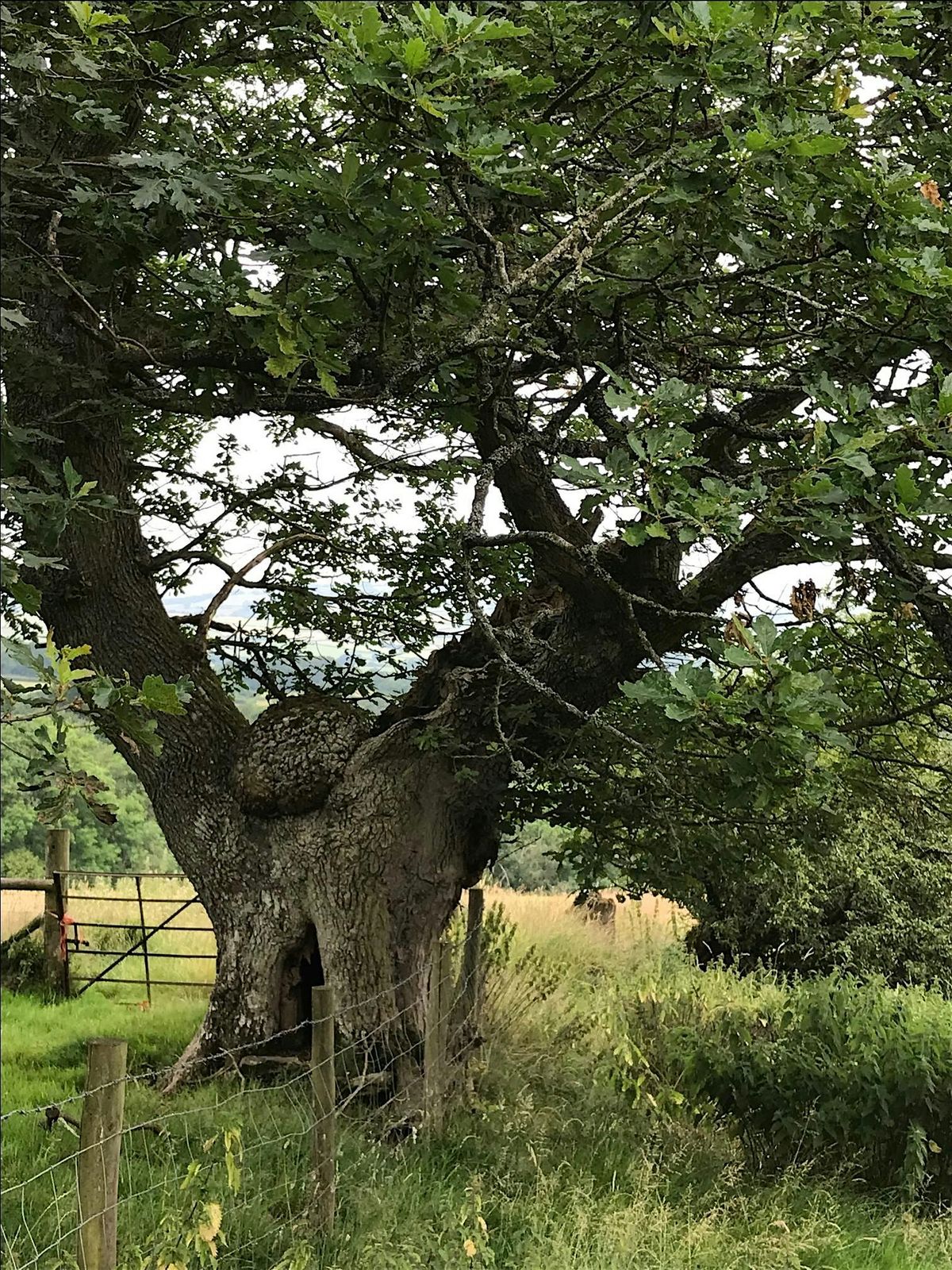 Sesiwn hyfforddi Rhestr Coed Hynafol (ATI)\/Ancient Tree Inventory -Treborth