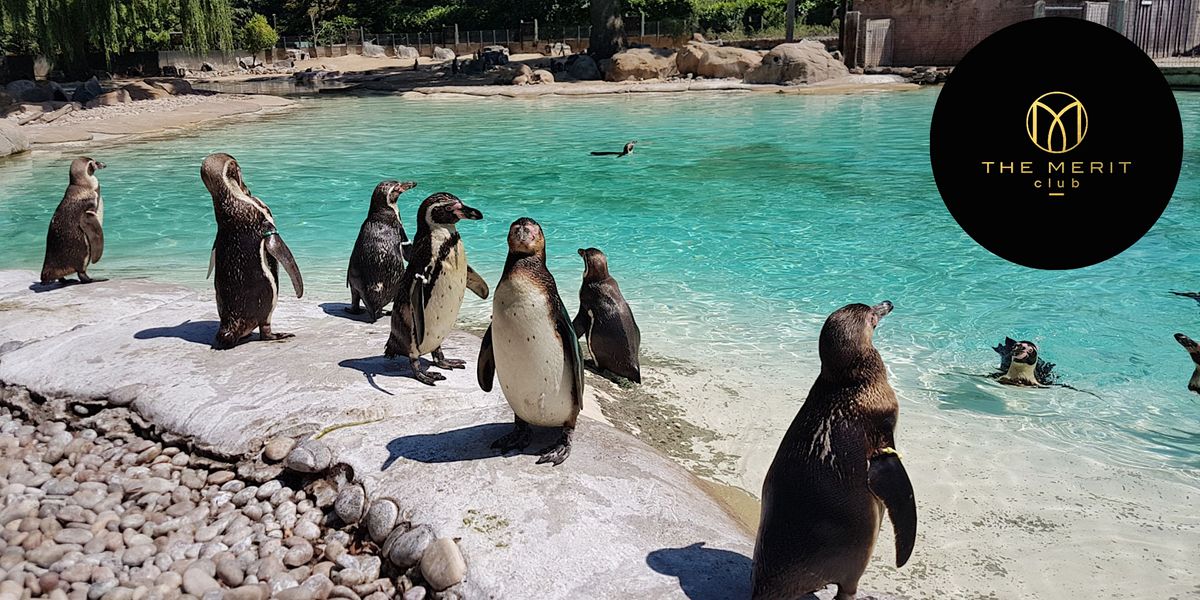 Zoo Nights at London Zoo | THE MERIT CLUB