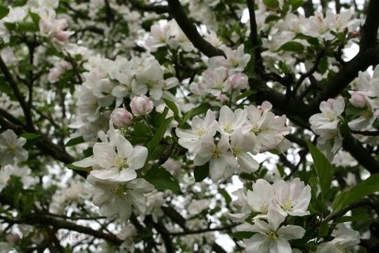 Apple Tree Sangha 