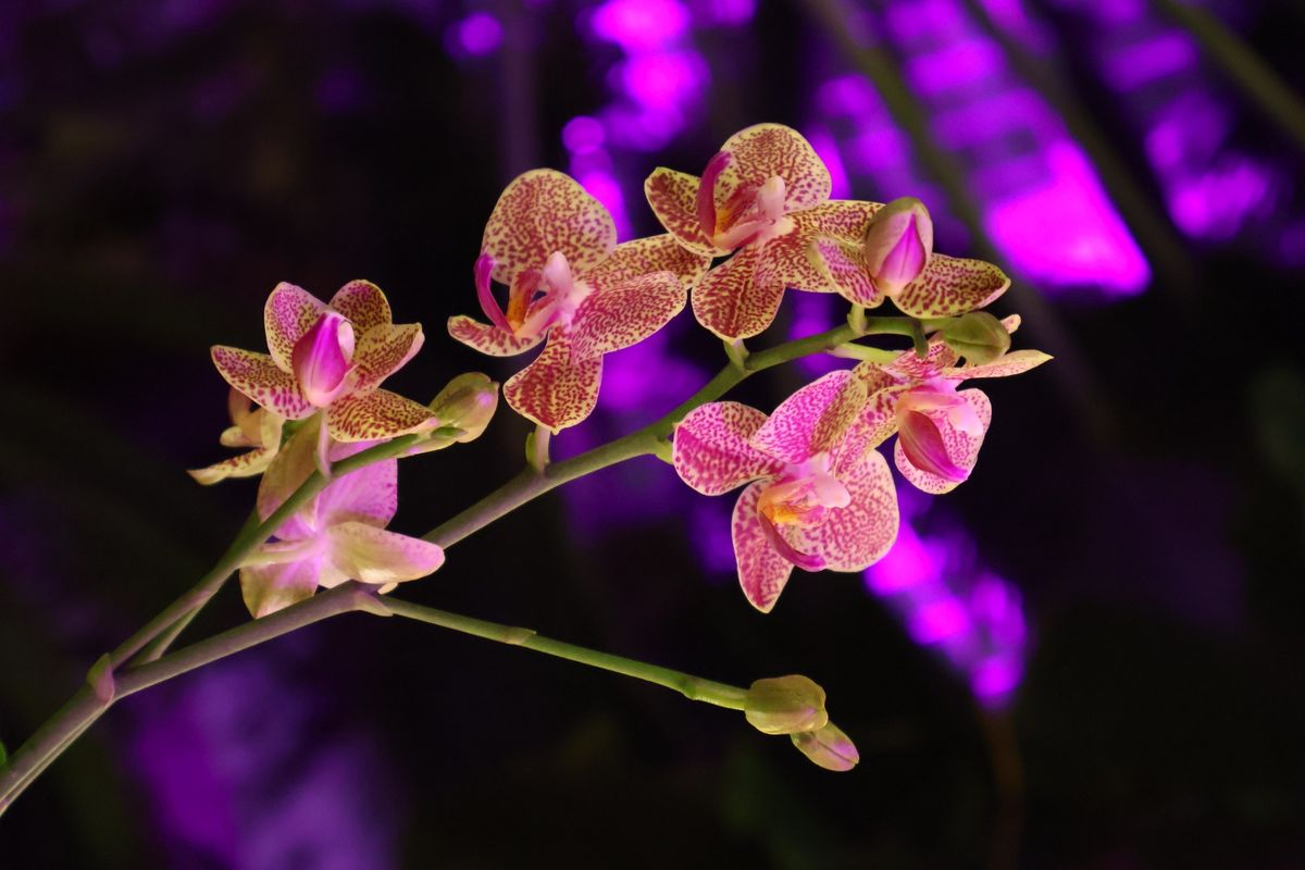 Orchids After Dark