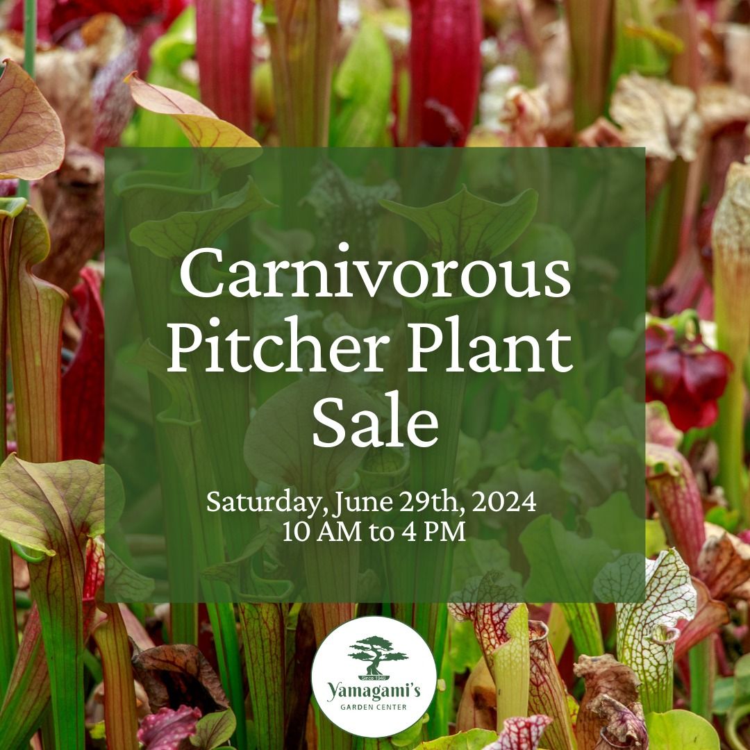 Carnivorous Pitcher Plant Sale