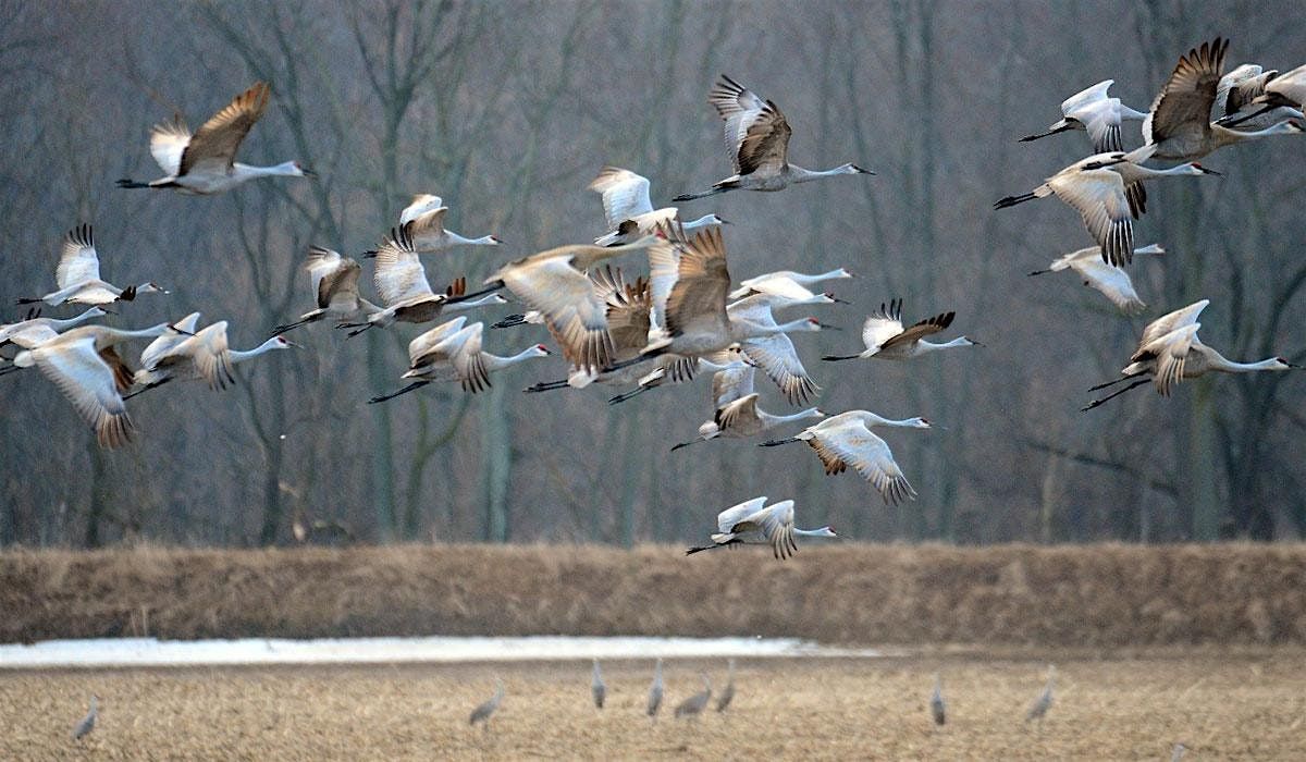 Van Trip to Jasper-Pulaski Park and Sandhill Cranes