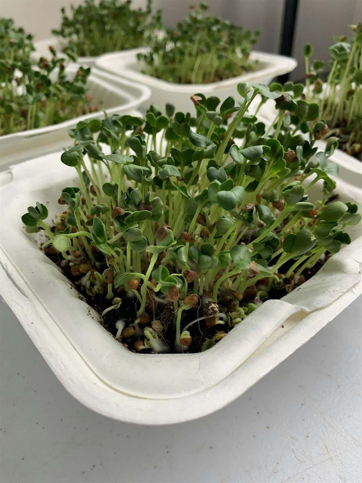 Growing Nutritious Microgreens in your NYC Apartment