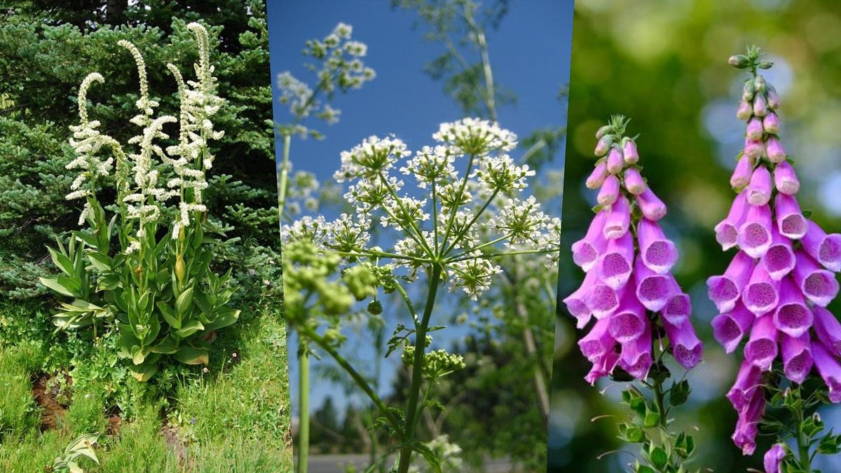 Five Poisonous Plants of Washington