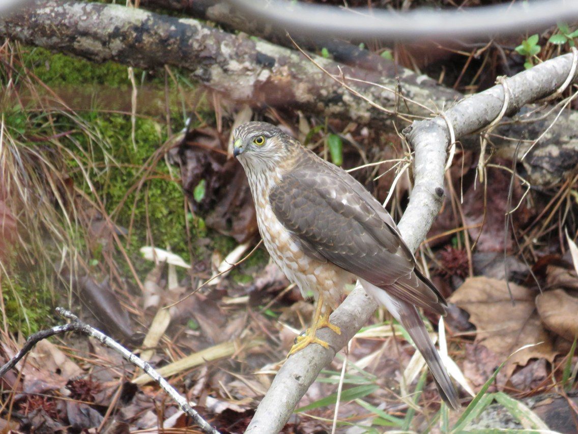 Bird Walk for the Great Backyard Bird Count