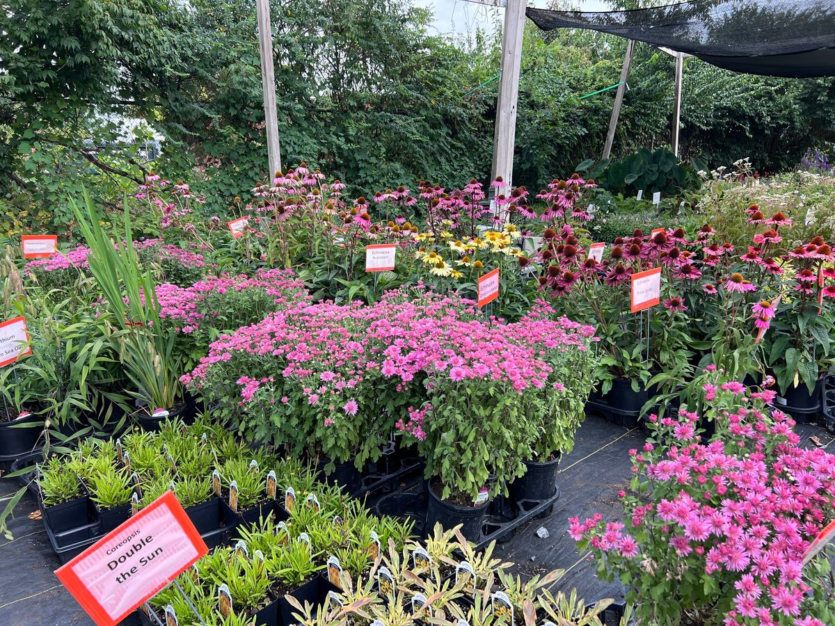 Perennial & Native Plant Fest at Second Chance Plants