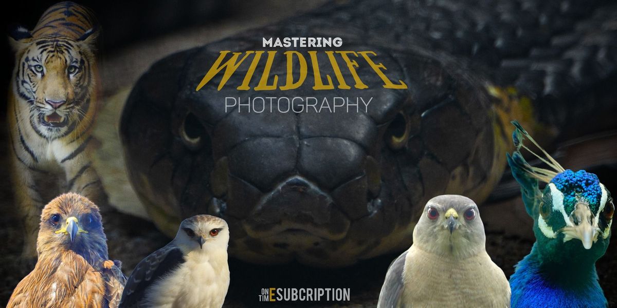Wildlife Photography - 3 Day Program