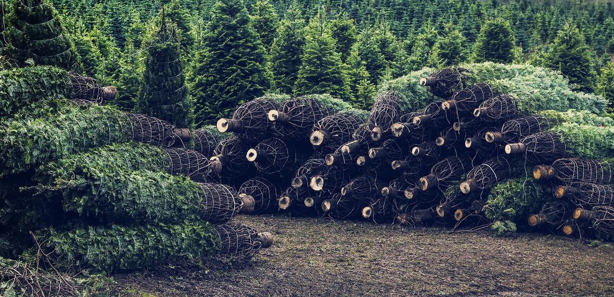 Tree sales @ Wem Christmas Festival