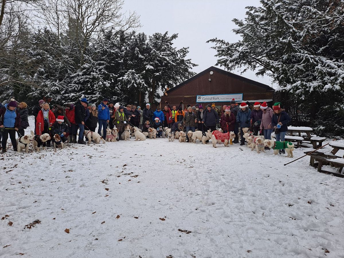 Festive Clumber Park walk