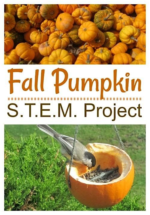 Fall Pumpkin Feeder