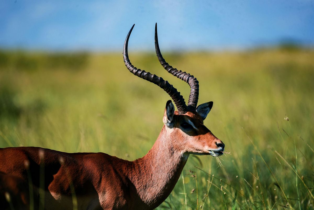 Nairobi National Park Safari