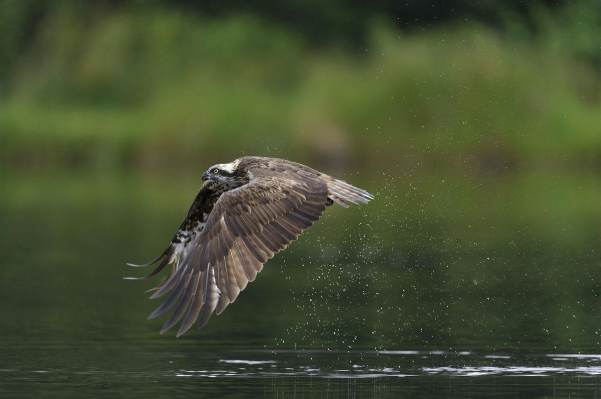 The return of the Osprey to the UK