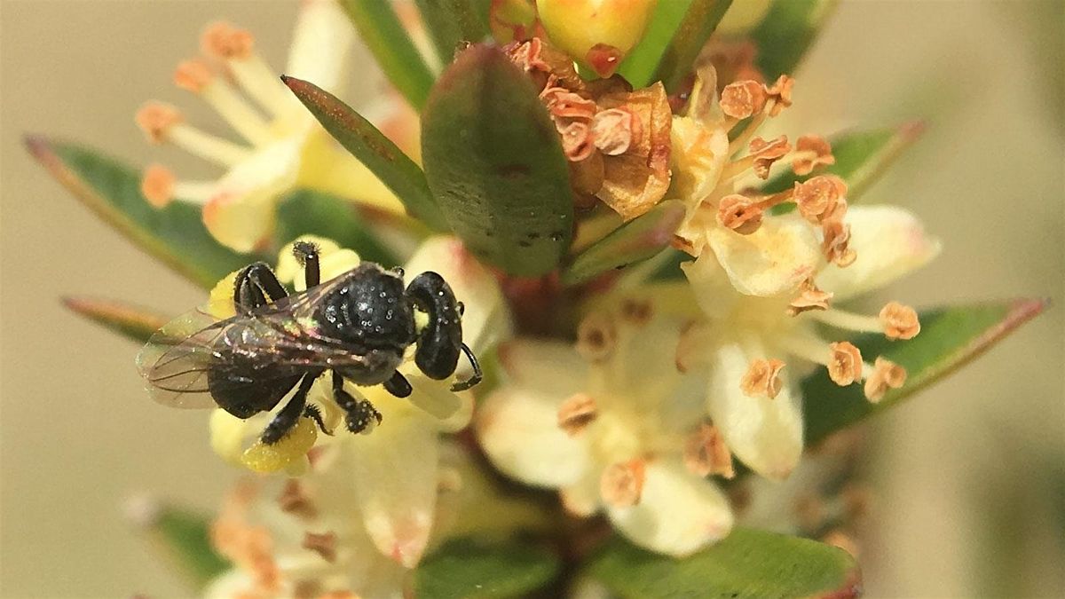 Native Bees at The Garden