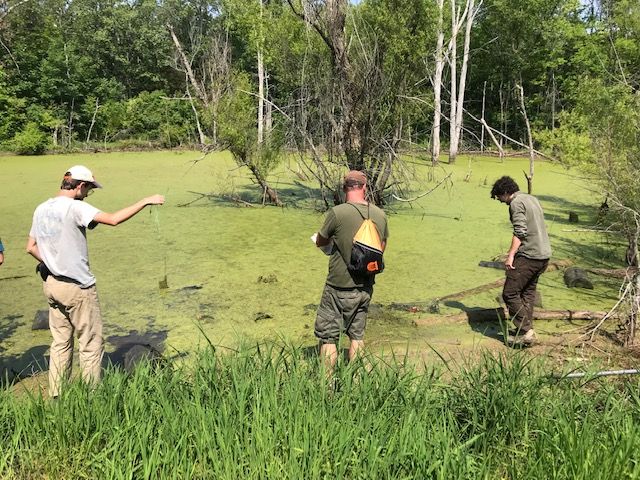 Isolated Wetlands, How Do Fish Arrive and What Do They Do When They Show Up