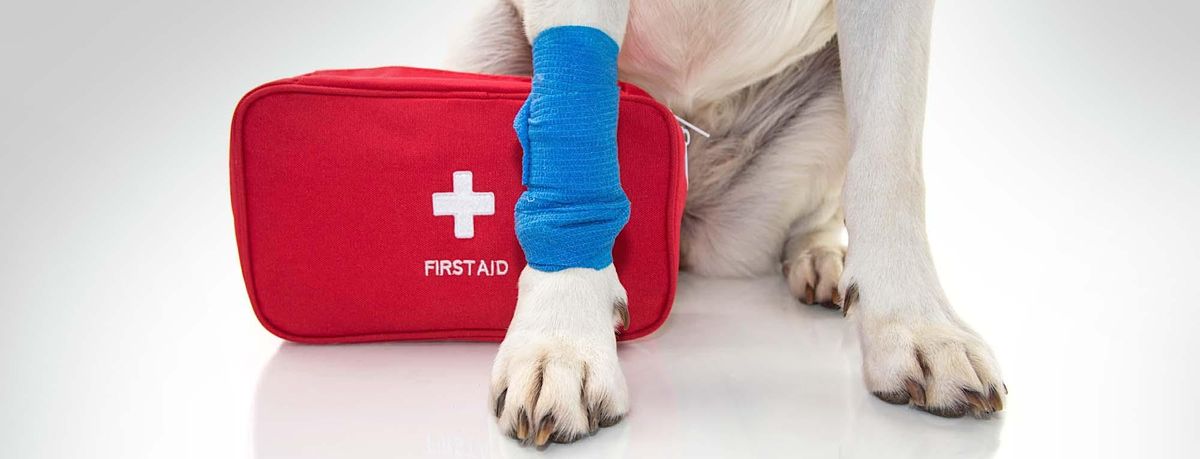 Pet First Aid - DSPCA Adult Education