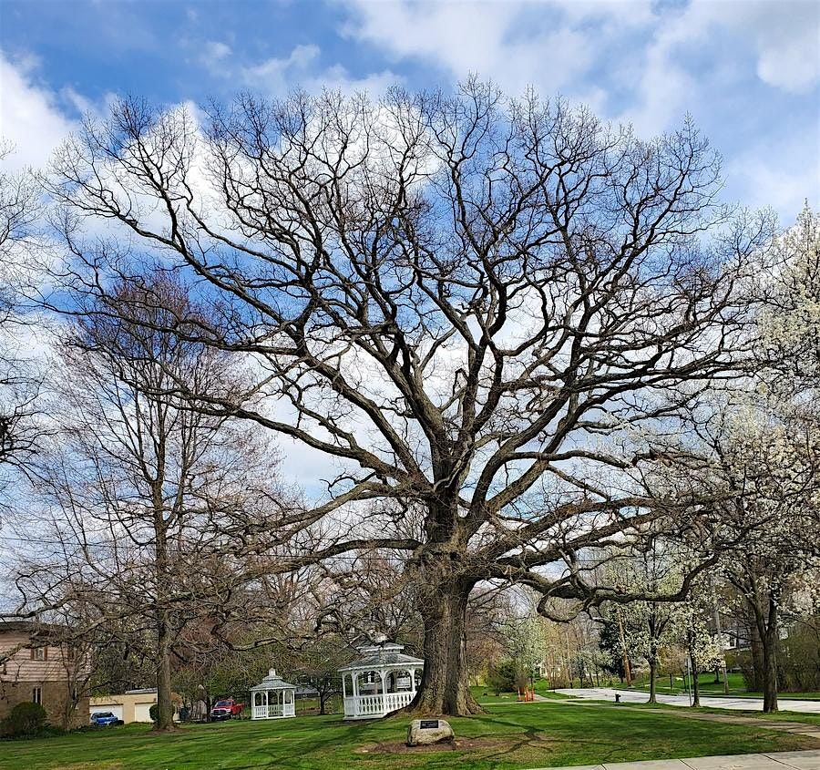 Cuyahoga Tree Summit