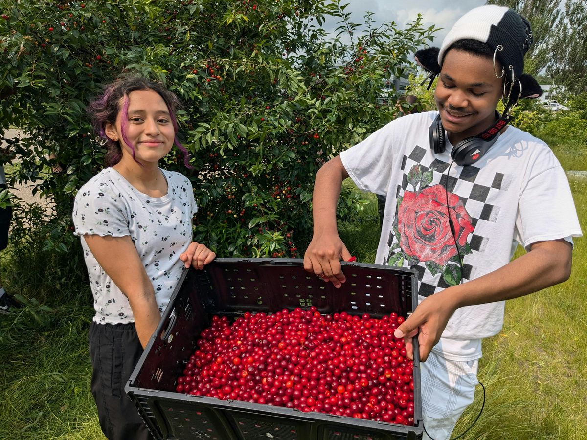 Harvesting and Preserving Sour Cherries