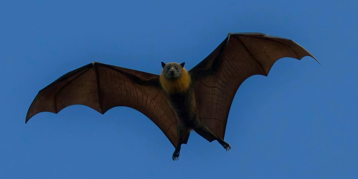 Bats of Stoke Park