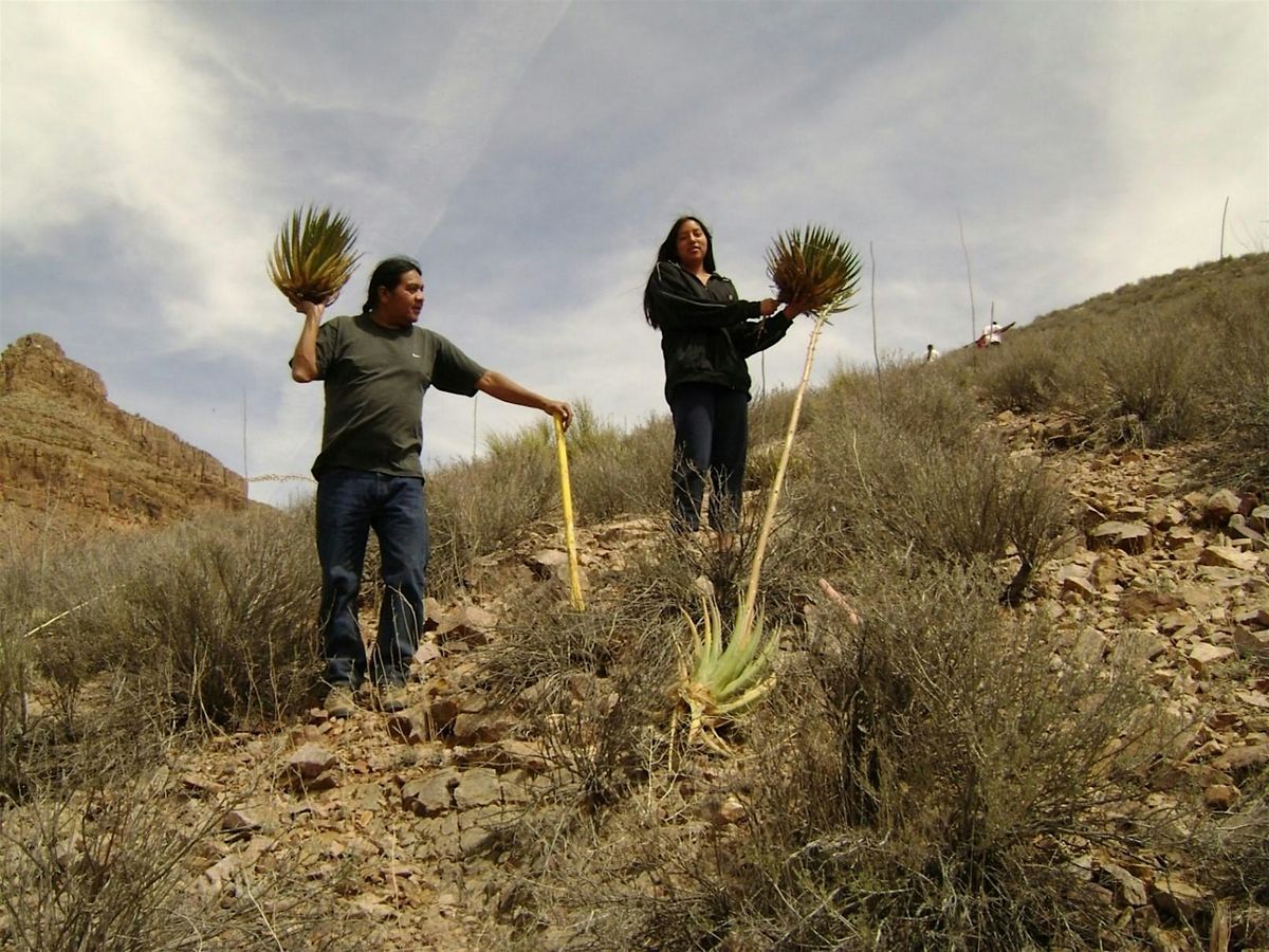 Plants of the Mojave Desert and Traditional Tribal Uses