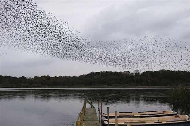 Aqualate Mere Winter Ramble