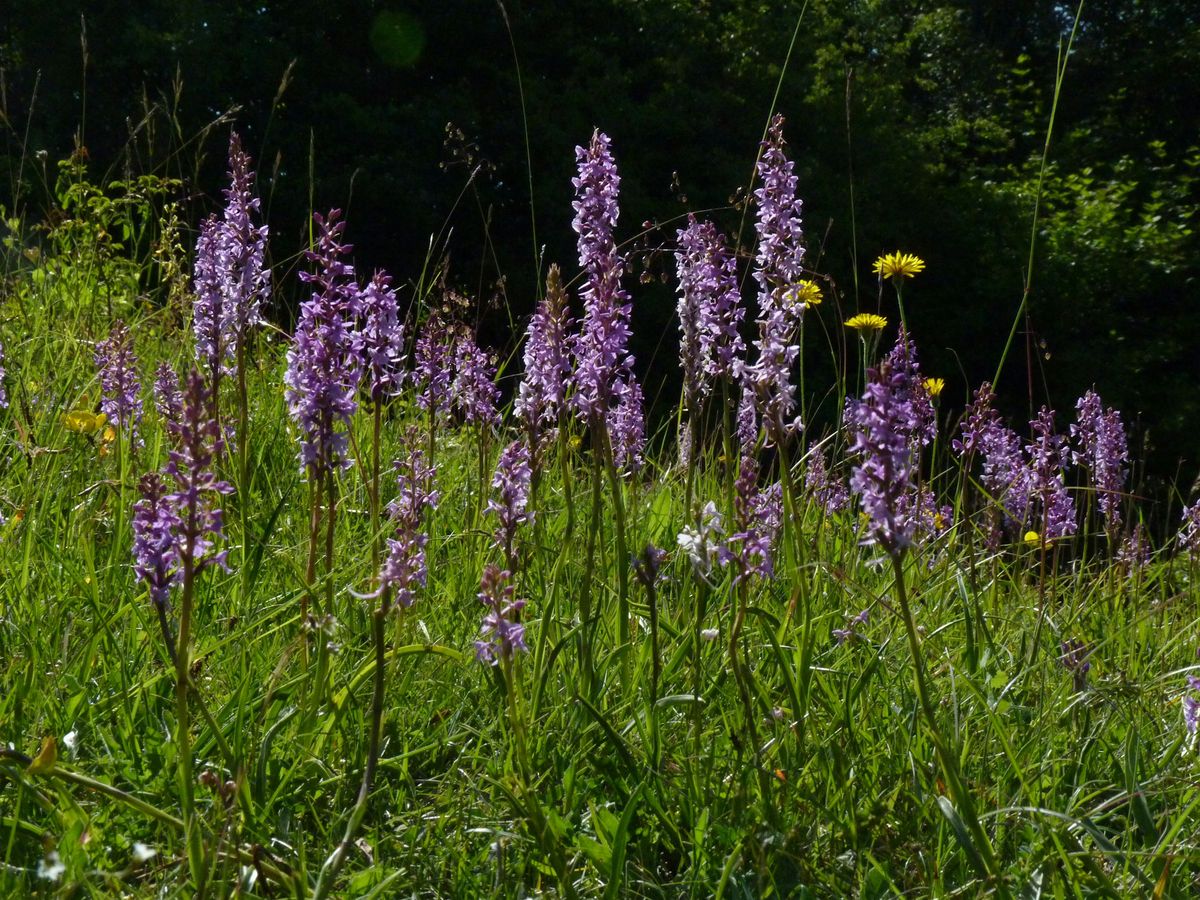 Discover orchids and other wildlife at Aston Clinton Ragpits - Sunday 23 June