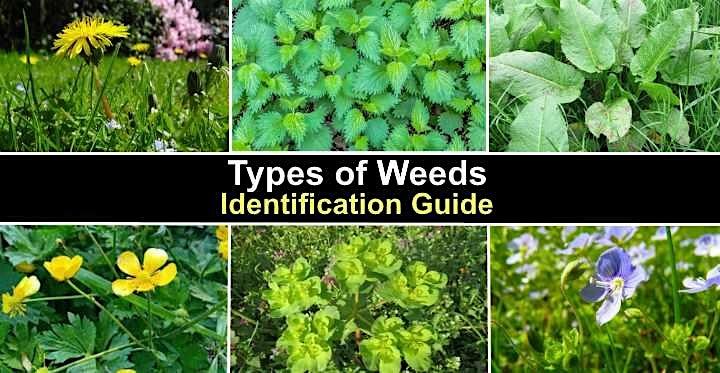 Weeds in Ag: Best Practices to Identify and Eradicate