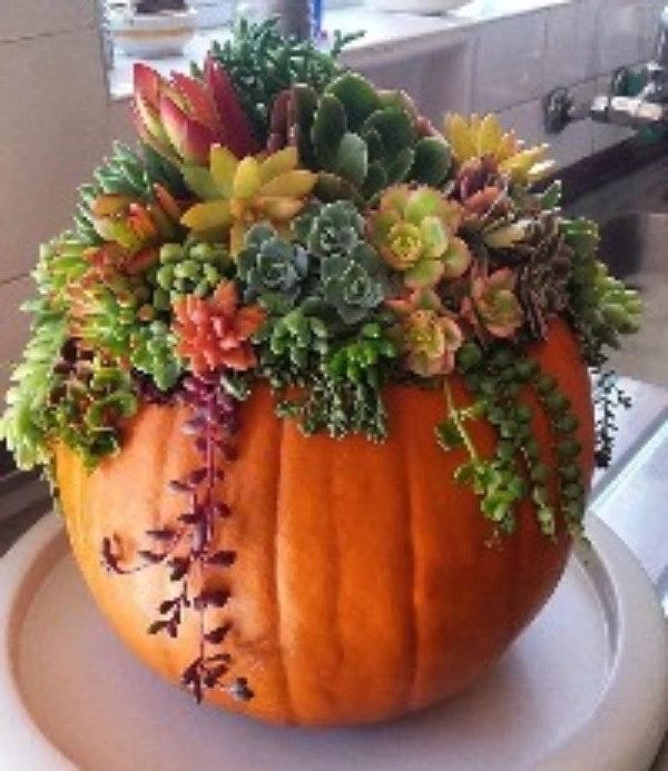 Thanksgiving Pumpkin Succulent Arrangement 11\/16