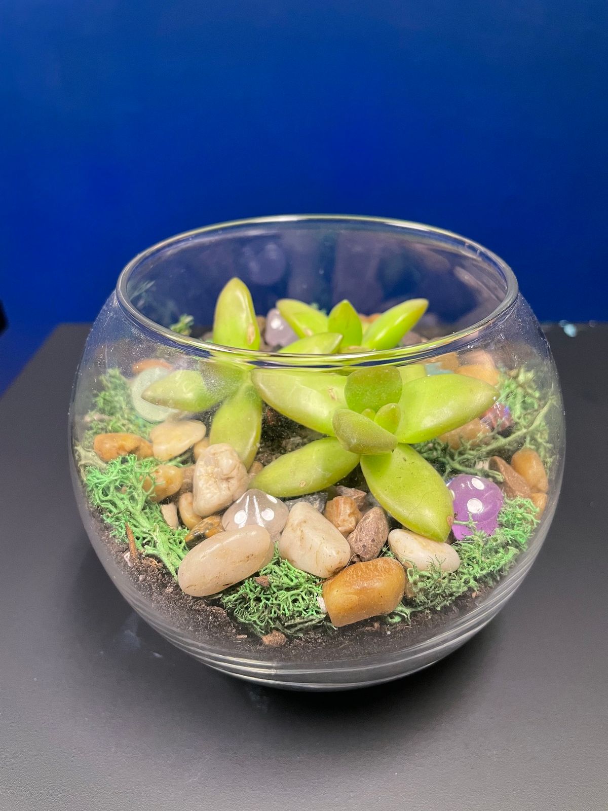 Build Your Own Terrarium