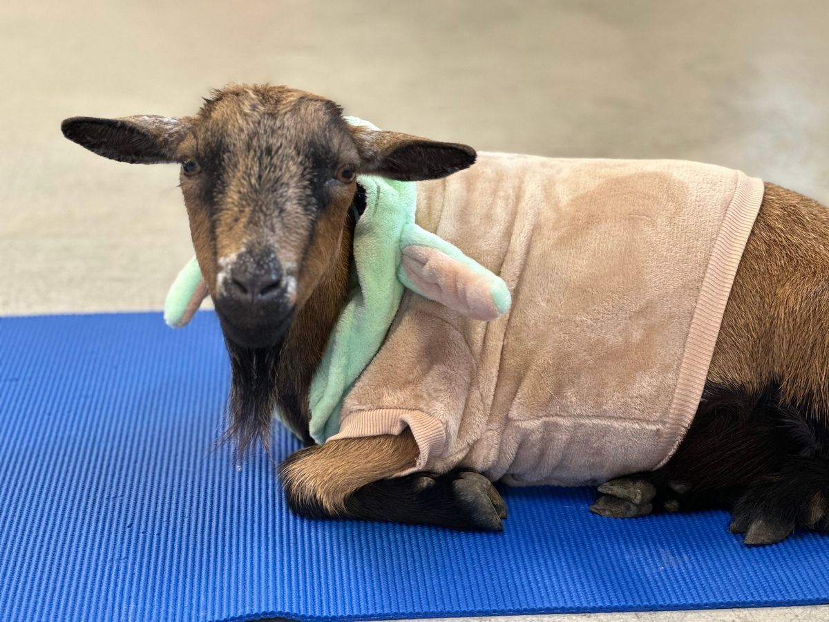 Indoor Yoga with Goats