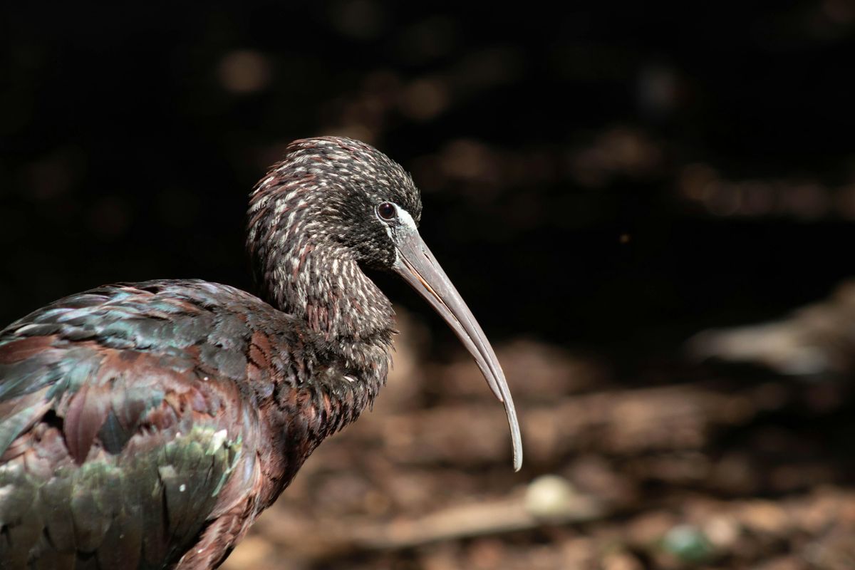 The Wonderful Native Birds of the Nature Centre  - Guided Walk