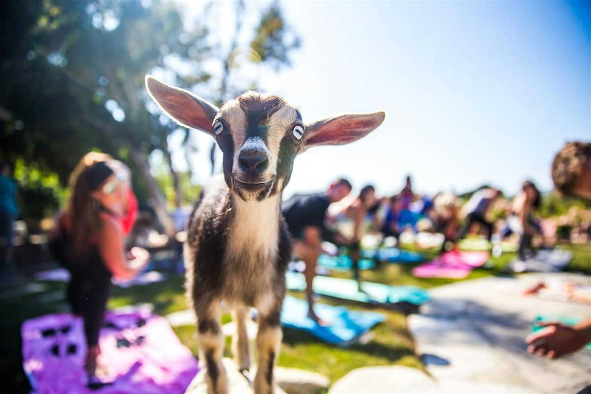 Baby Goat + Sheep Yoga in the Park - October 20th at 9:00am