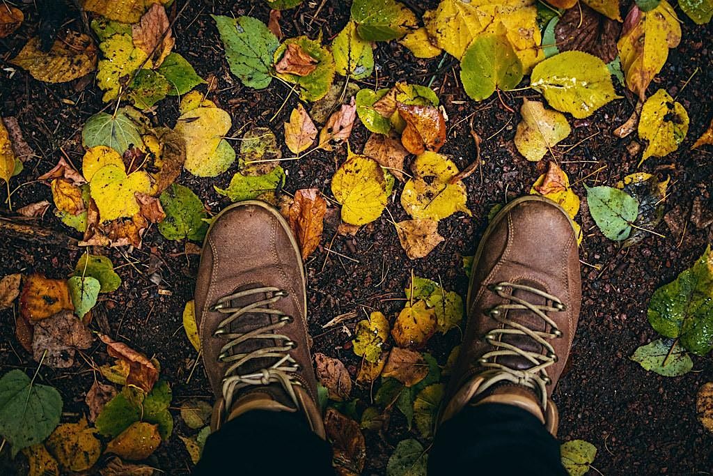 Fall Color & Tree ID - Field Experience