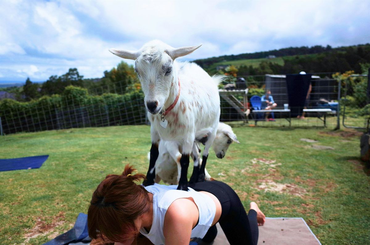 GOGA (Goat Yoga) in South Austin