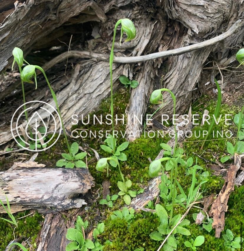 Sunshine Reserve Annual General Meeting (AGM)