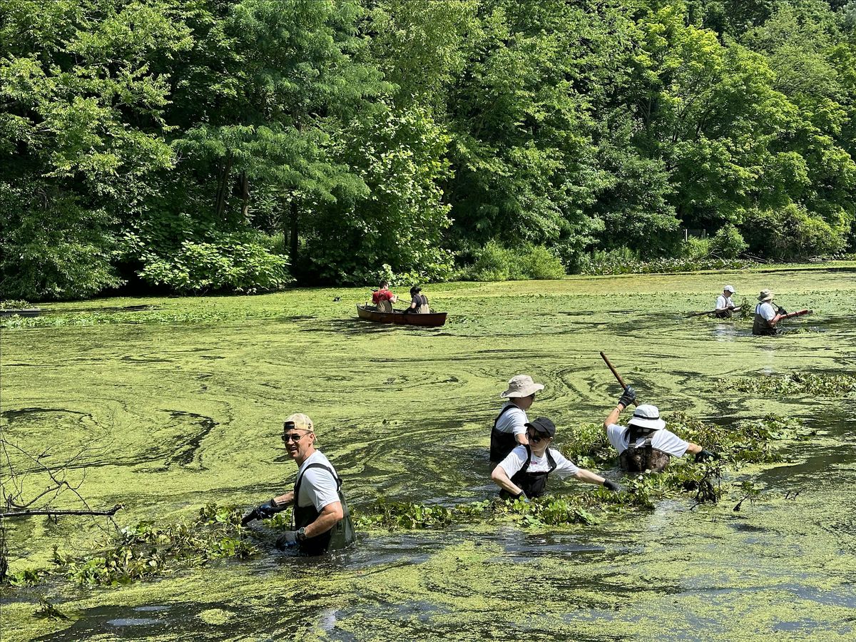 City of Water Day: Water Chestnut Removal at Van Cortlandt Park