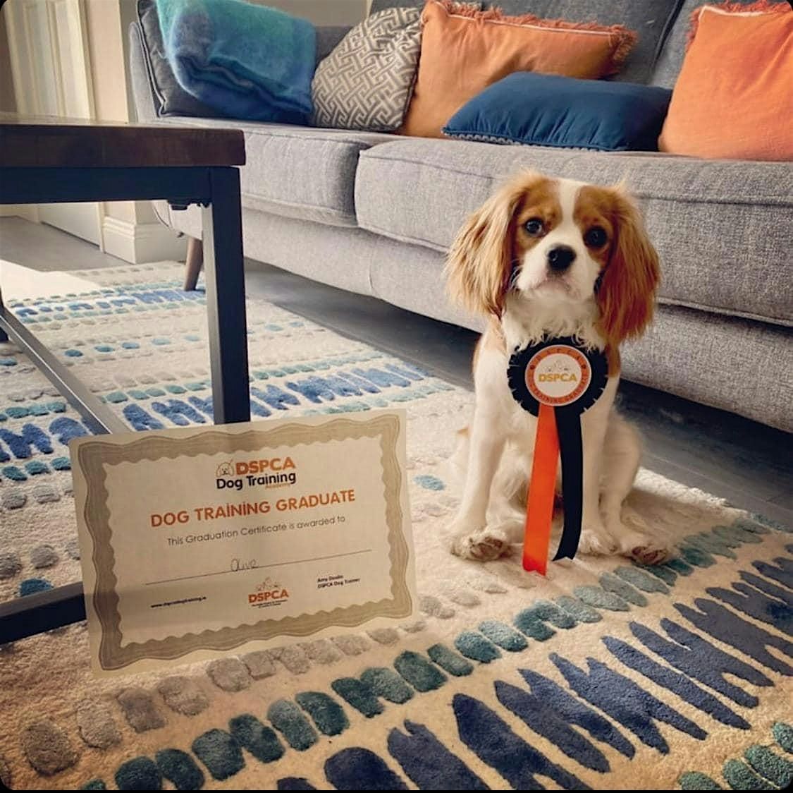 Puppy Training, Sunday, DSPCA (Valerie)