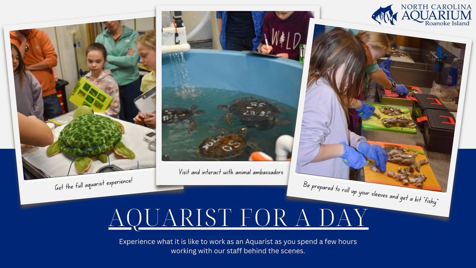 Aquarist for a Day