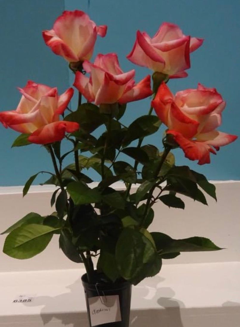 Southern Sydney Rose Show