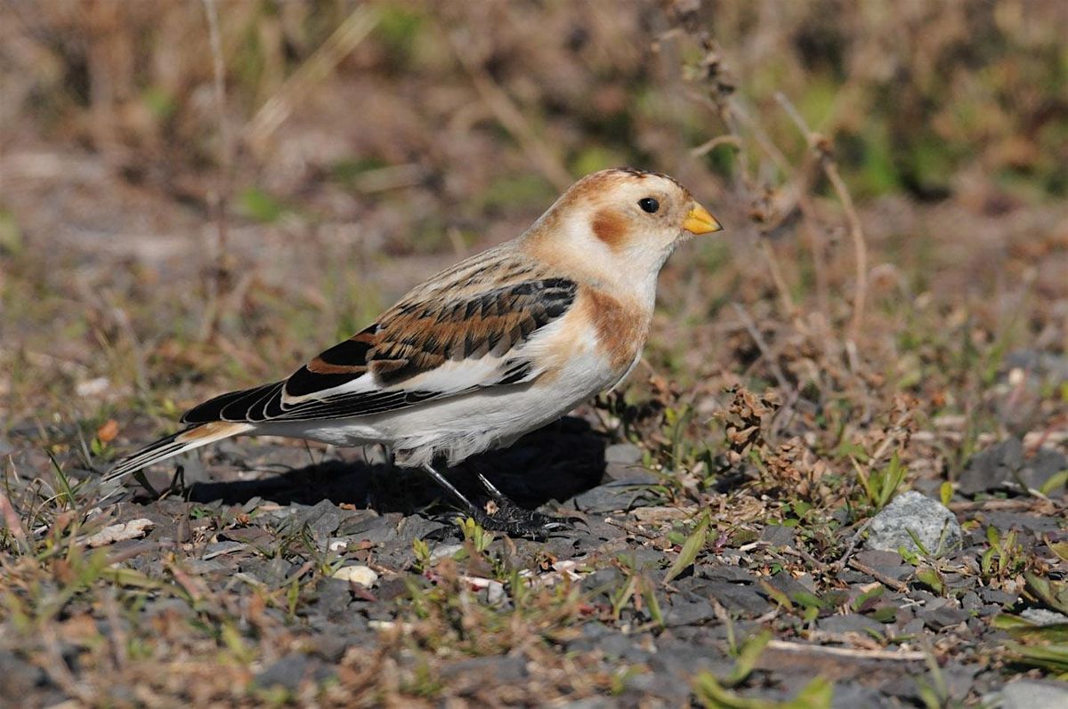 Sandy Hook Birding