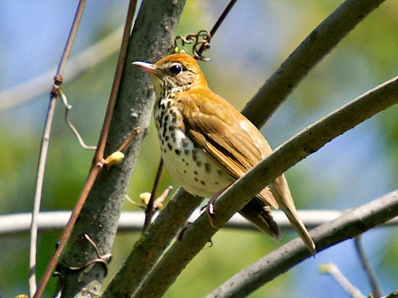 Beechwood State Park and Olga Fleisher Wildlife Preserve