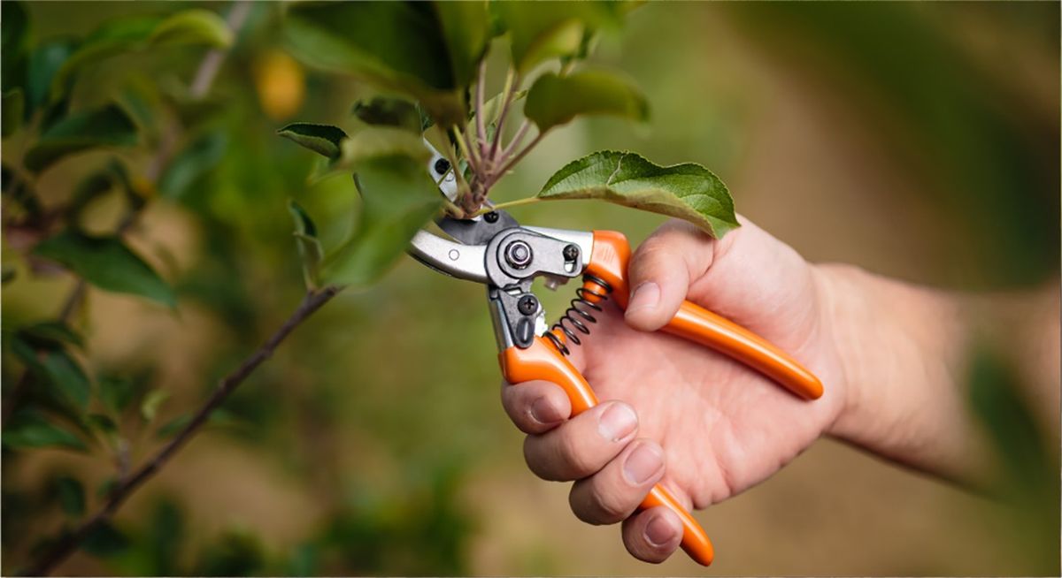 FREE workshop: Pruning fruit trees