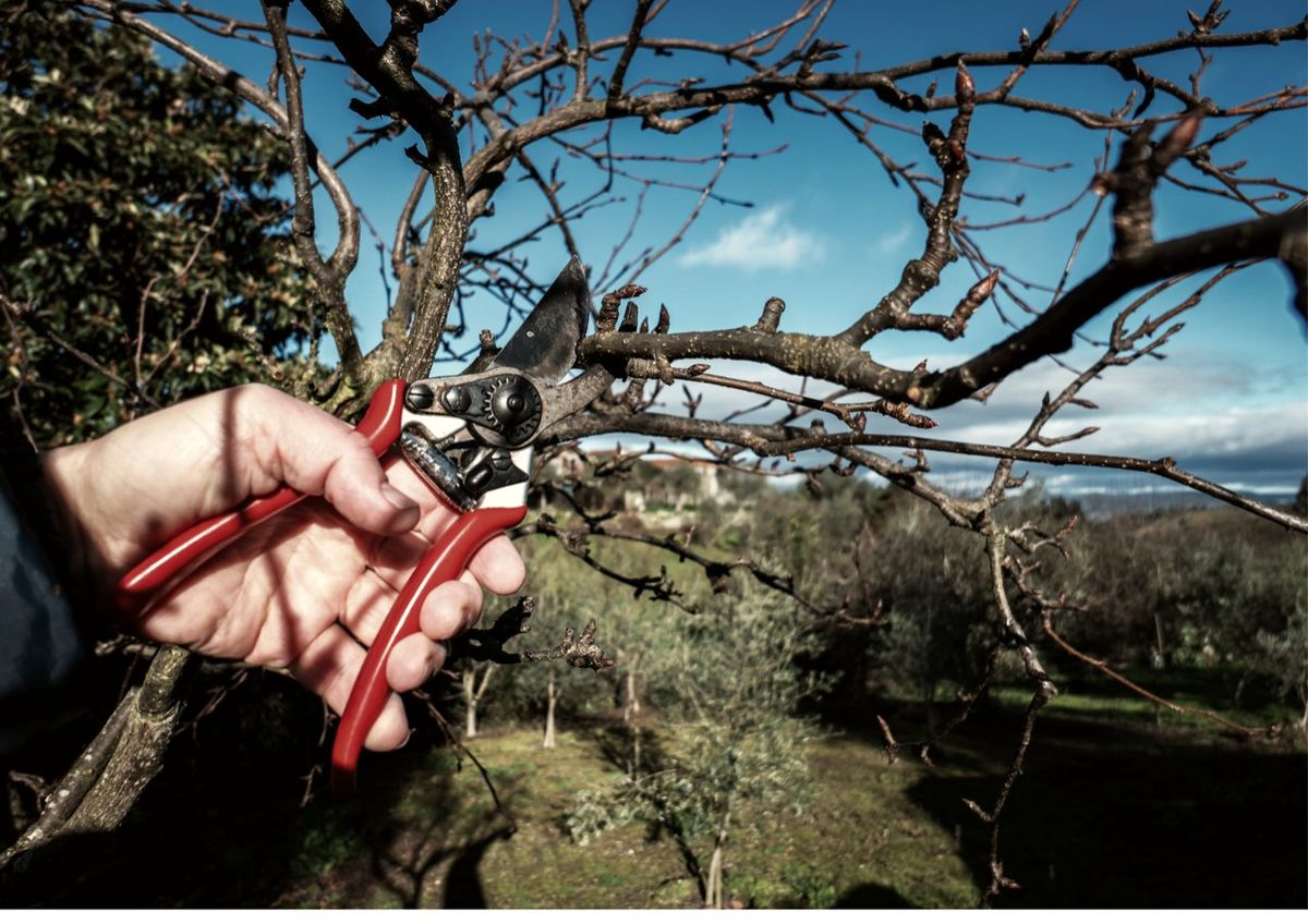 Apple tree pruning workshop