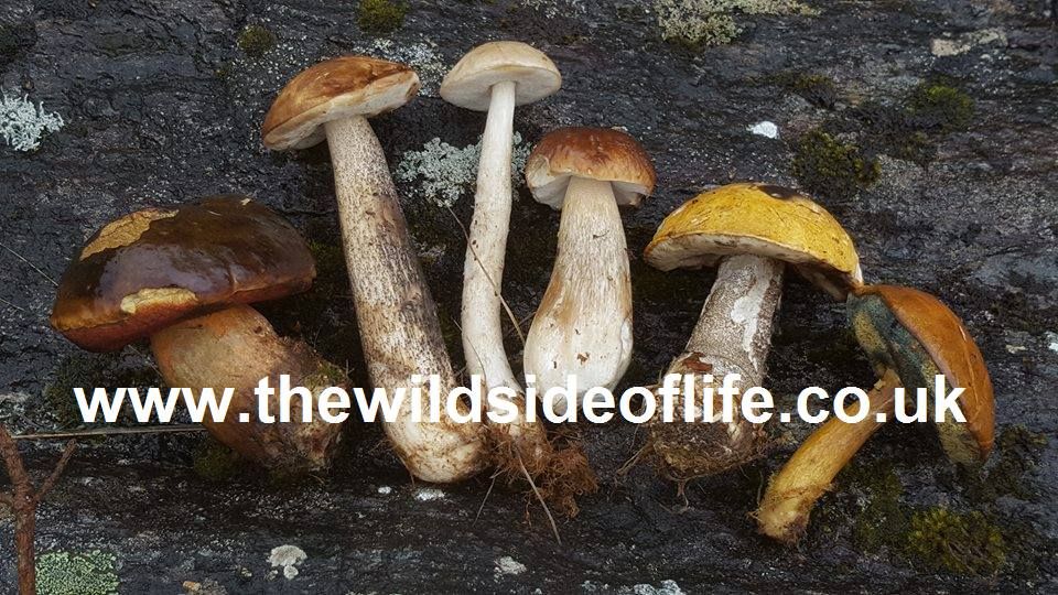 The 8th UKI Medicinal Mushrooms Conference - 5th & 6th April 2025